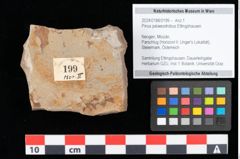 Foto (Objekt + Etikett) von Pinus palaeostrobus Ettingshausen (NHMW-GEO-2024-0188-0199)
